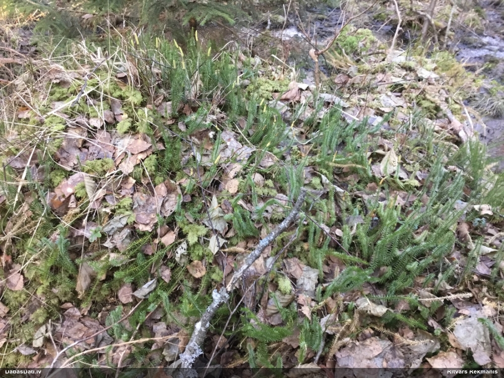 плаун годичный