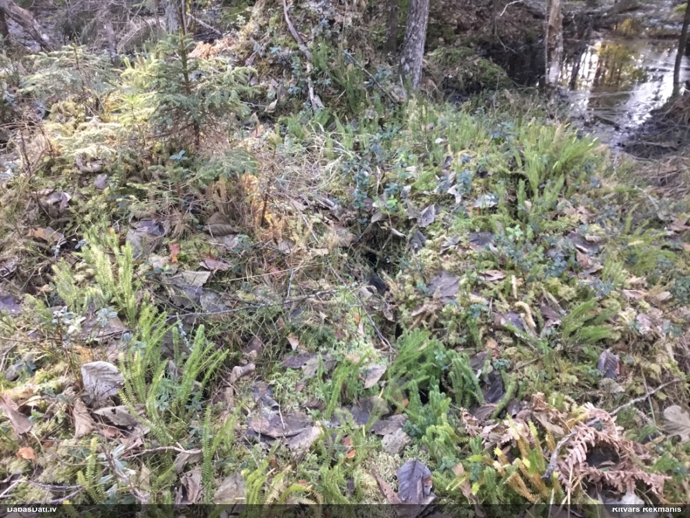 плаун годичный