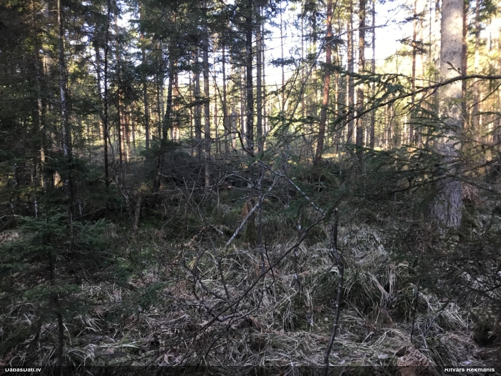 плаун годичный