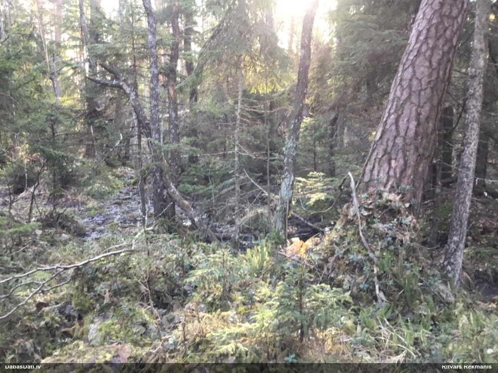 плаун годичный