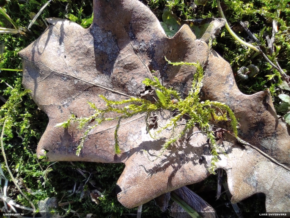 Parastais vāverhipns