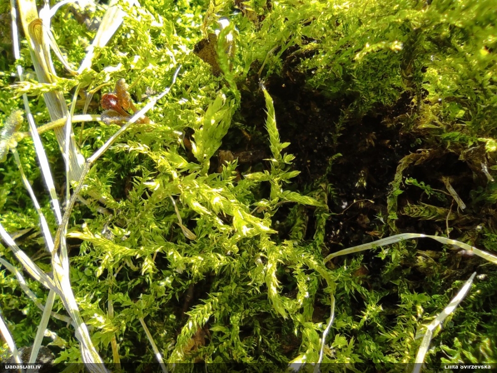 Parastais vāverhipns