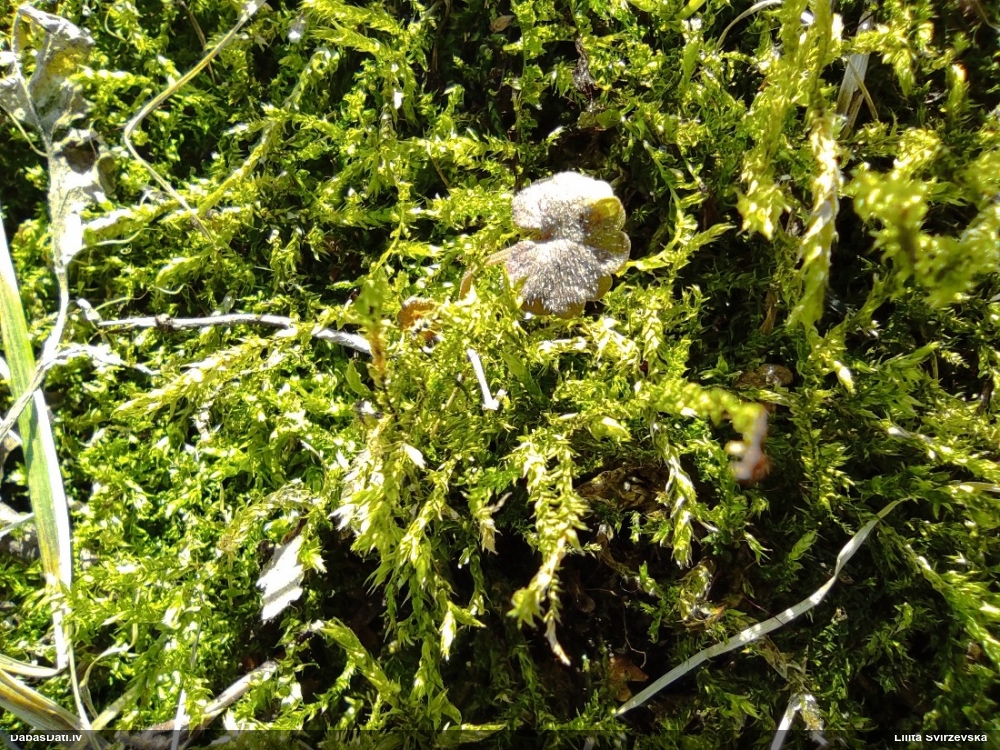 Parastais vāverhipns