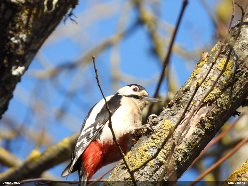 большой пестрый дятел