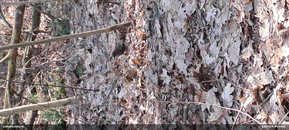 черный дрозд