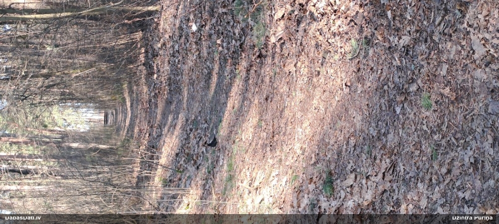 черный дрозд