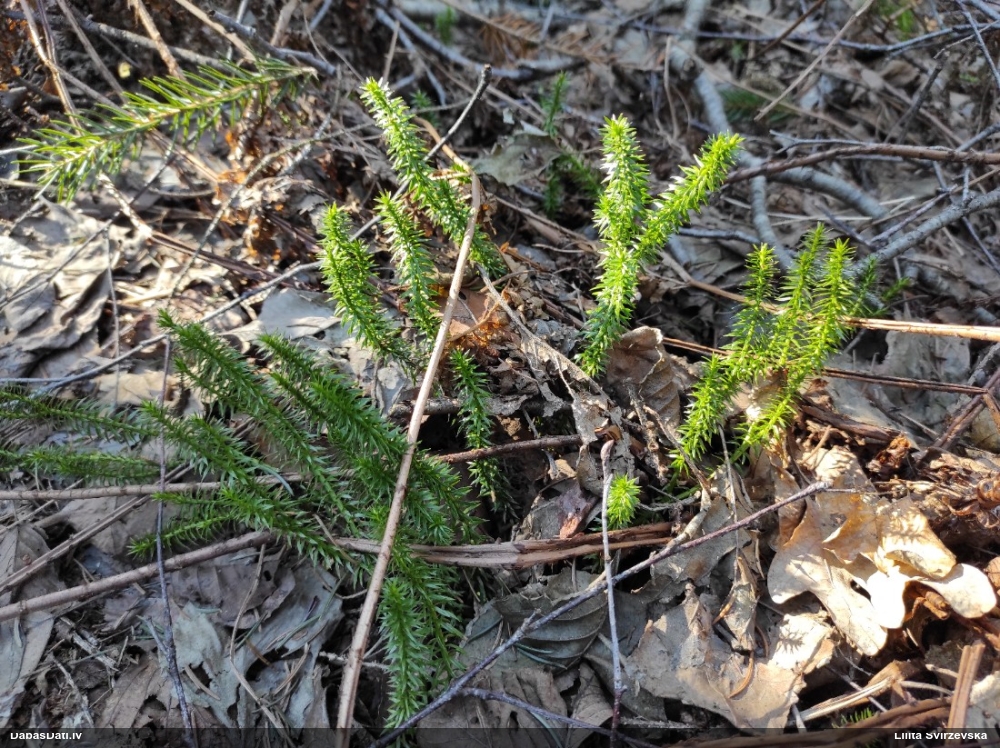 плаун годичный