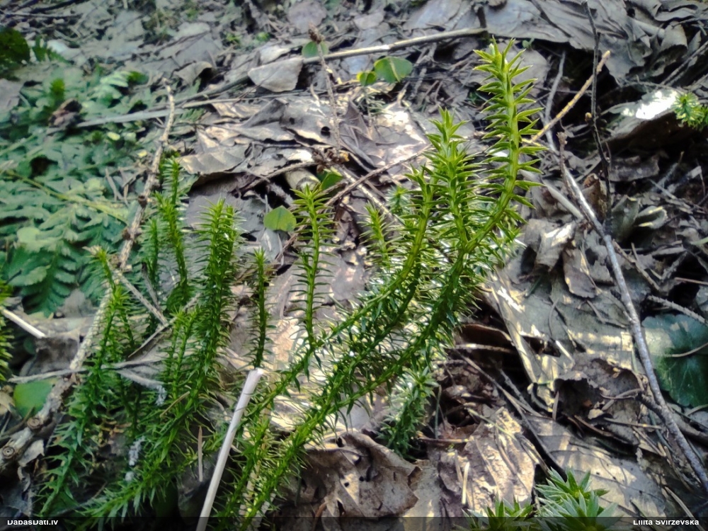 плаун годичный