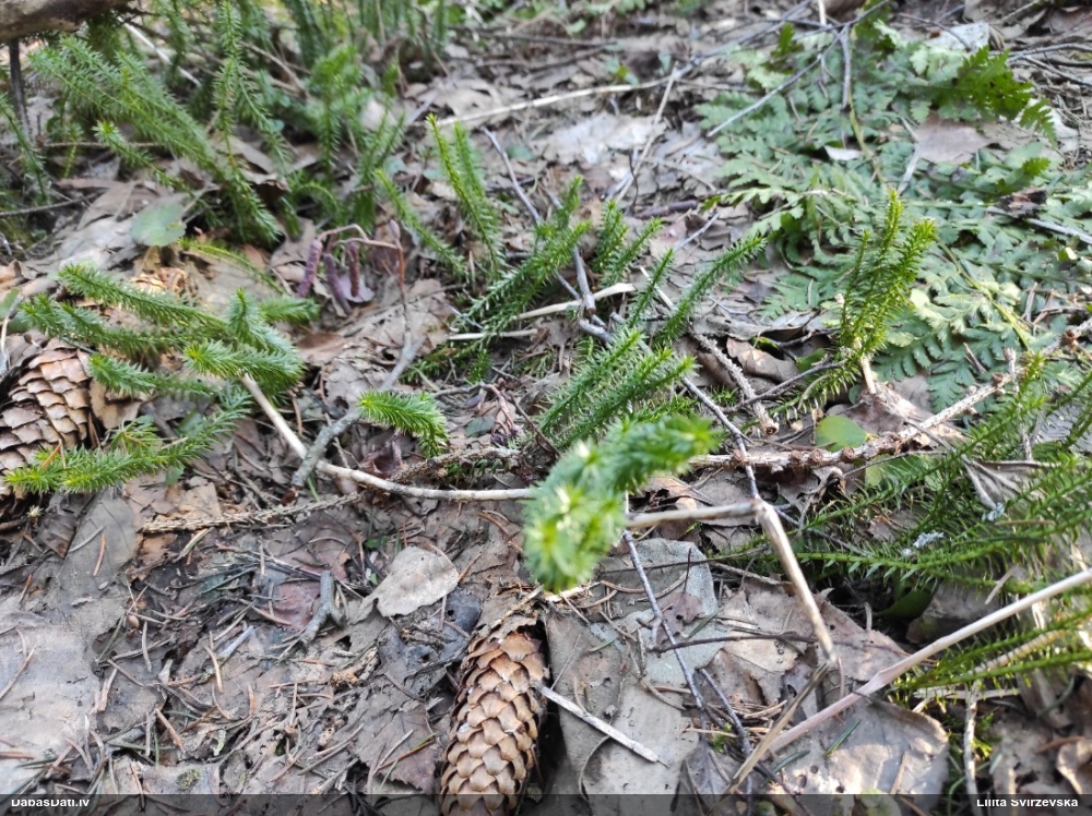 плаун годичный