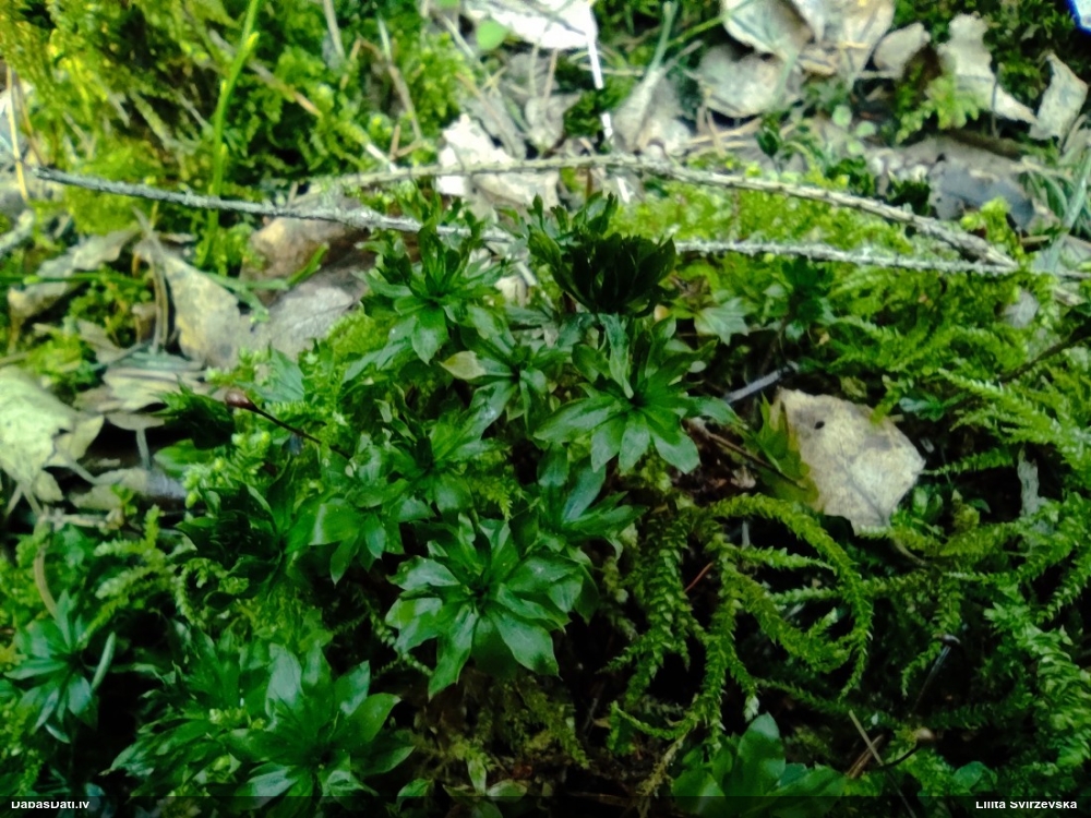 Parastā rožgalvīte