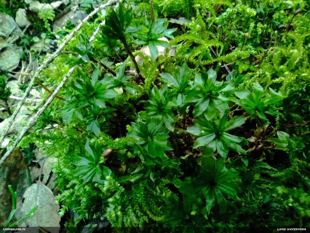 Parastā rožgalvīte