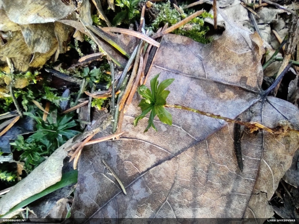 Parastā rožgalvīte