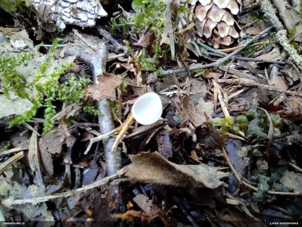 Ciborija (nenoteikta)