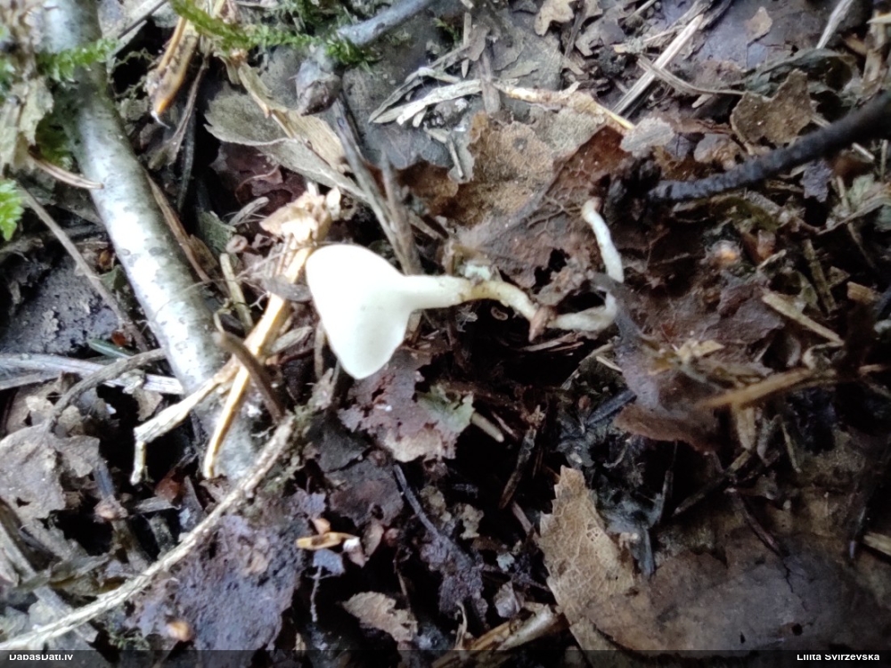 Ciborija (nenoteikta)