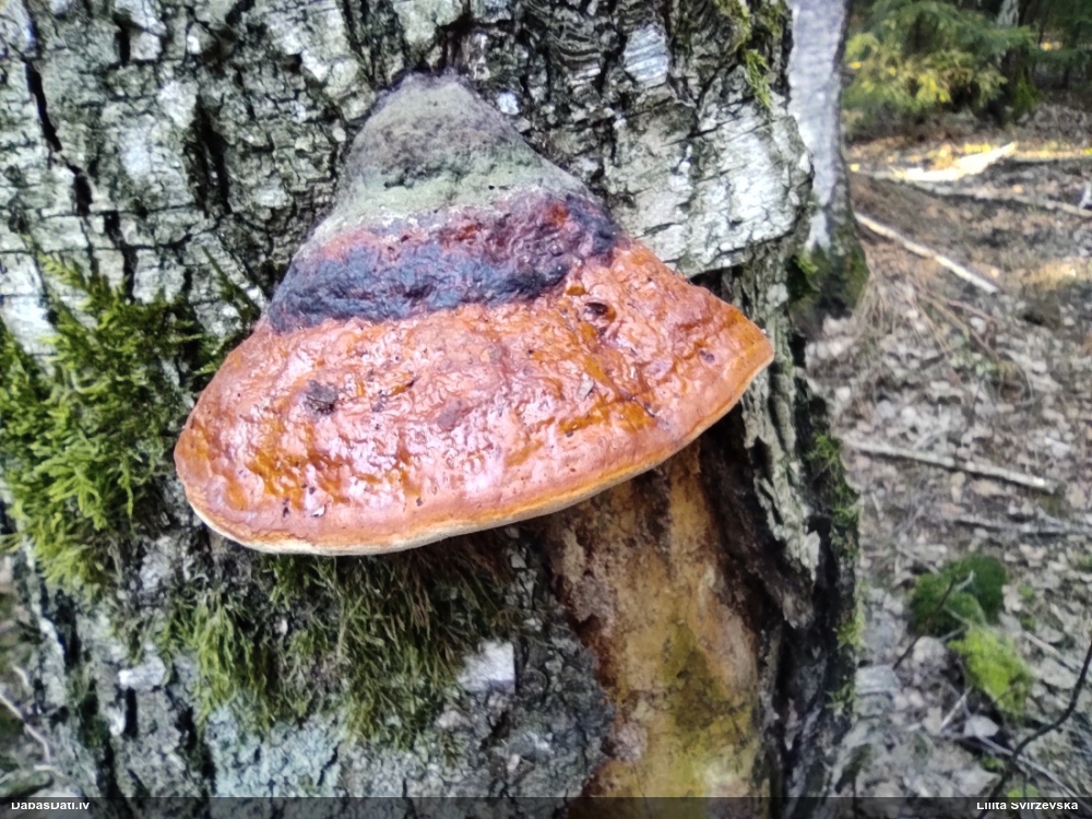 Окаймленный трутовик