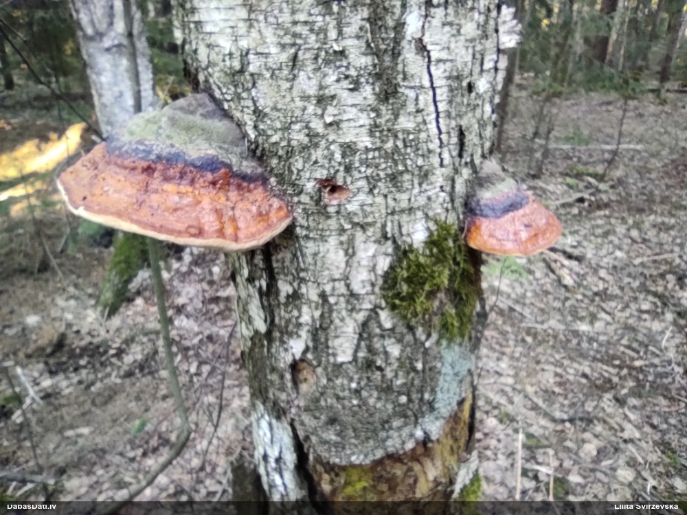 Окаймленный трутовик