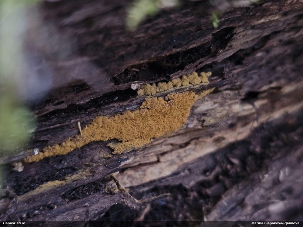 Trihija, hemitrihija (nenoteikta)