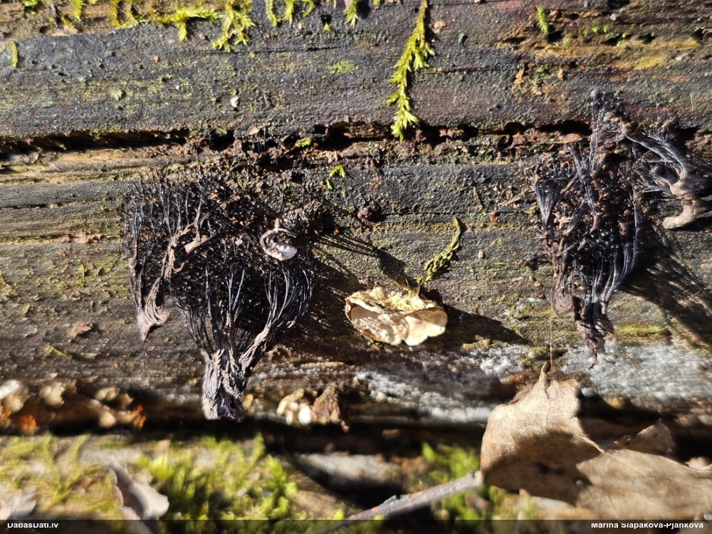 Šokolādes gļotsēne (nenoteikta)