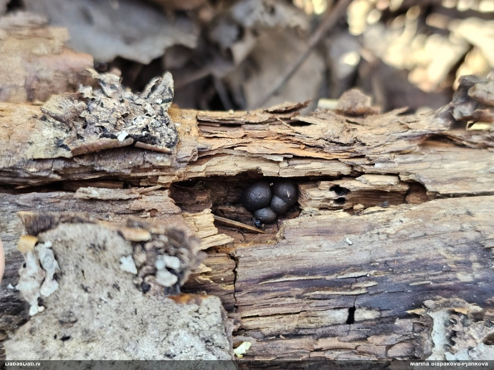 Vilkpienaine (nenoteikta)