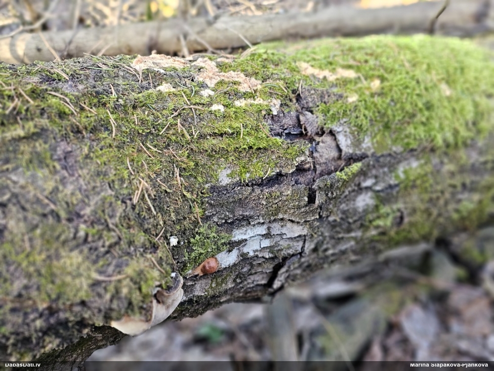 Gludais ragansviests