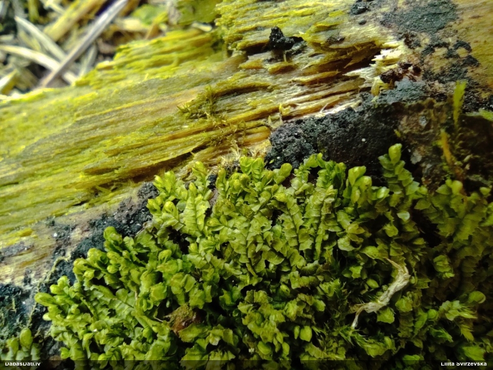 Dažādlapu sekstīte