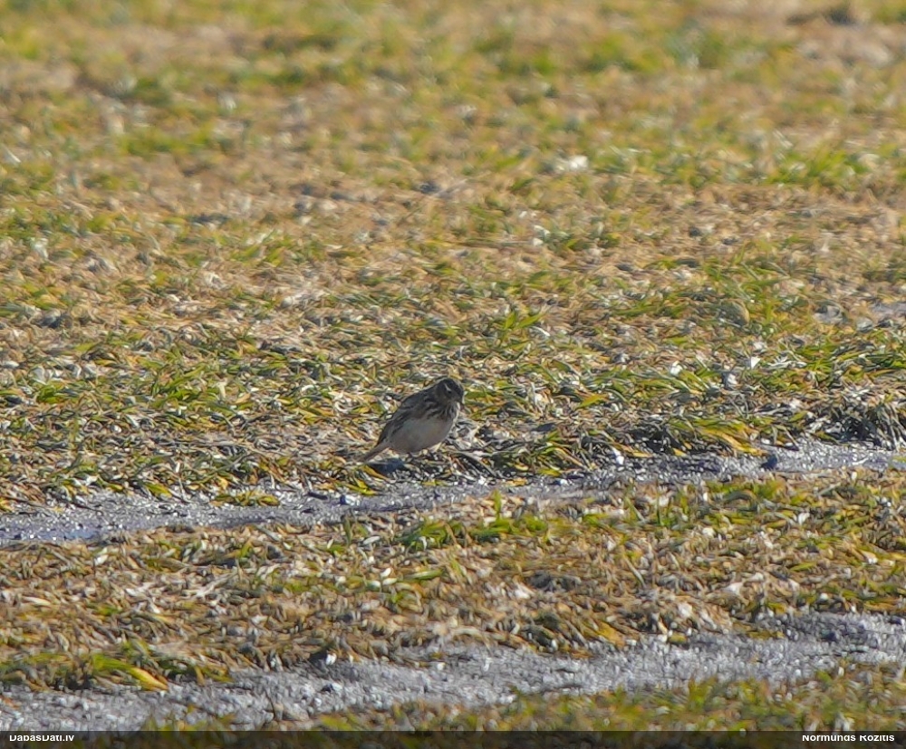 полевой жаворонок