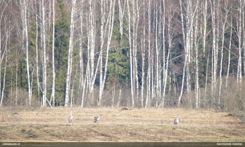 серый журавль