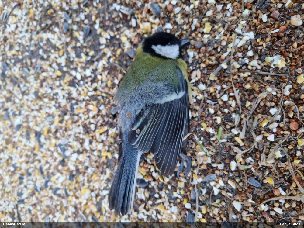 большая синица