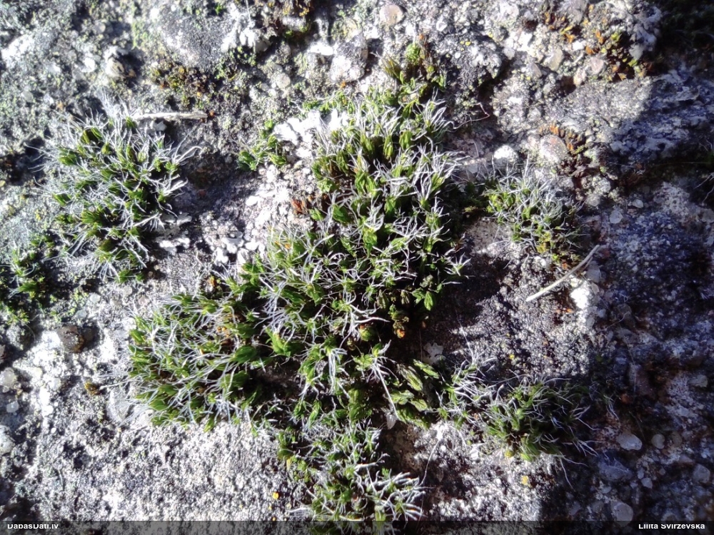 Spilventiņu grimmija