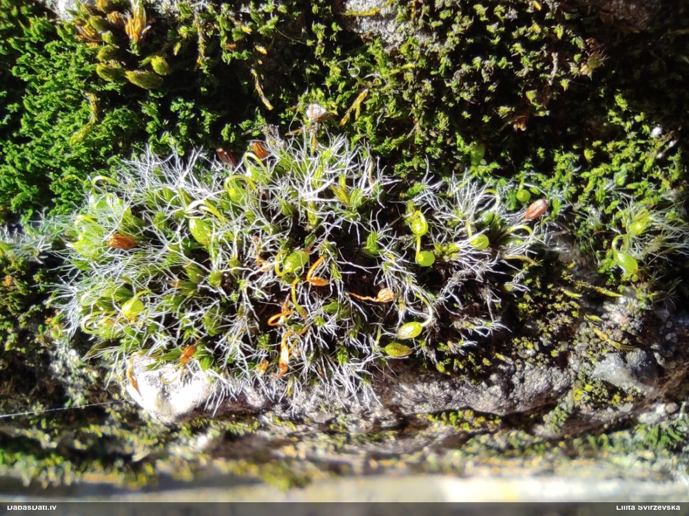 Spilventiņu grimmija