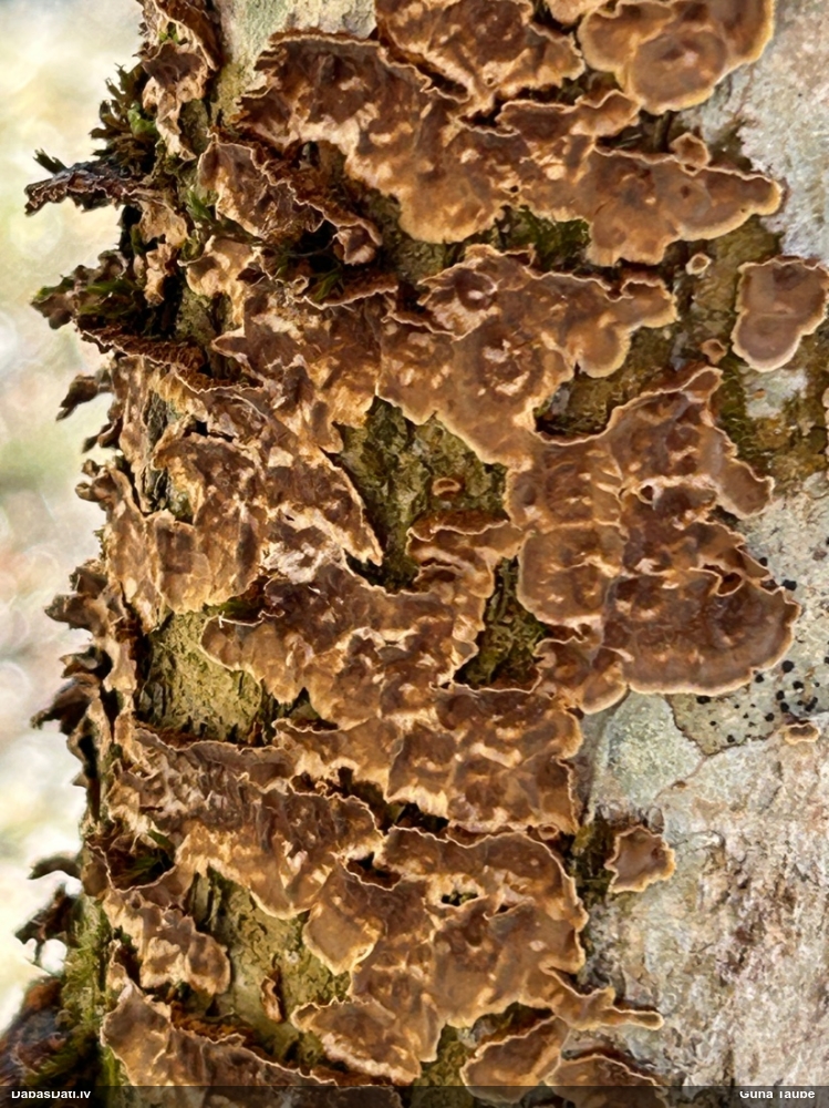 Lazdu brūnsvārcene