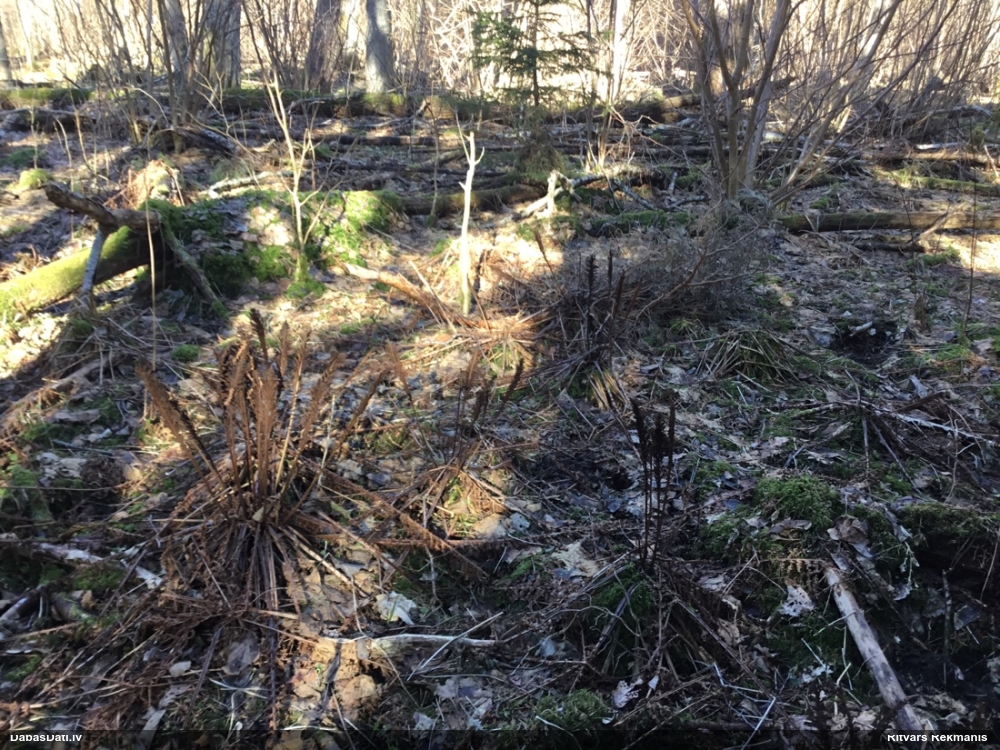 страусник обыкновенный