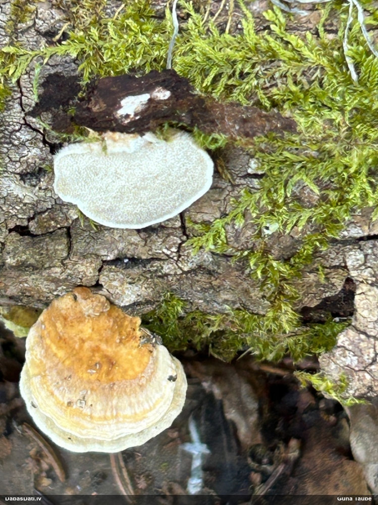 Dzeltenā tauriņpiepe