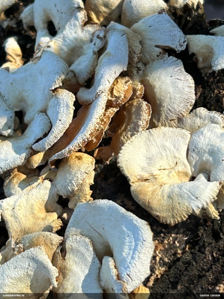 Sūrā pundurkamolene