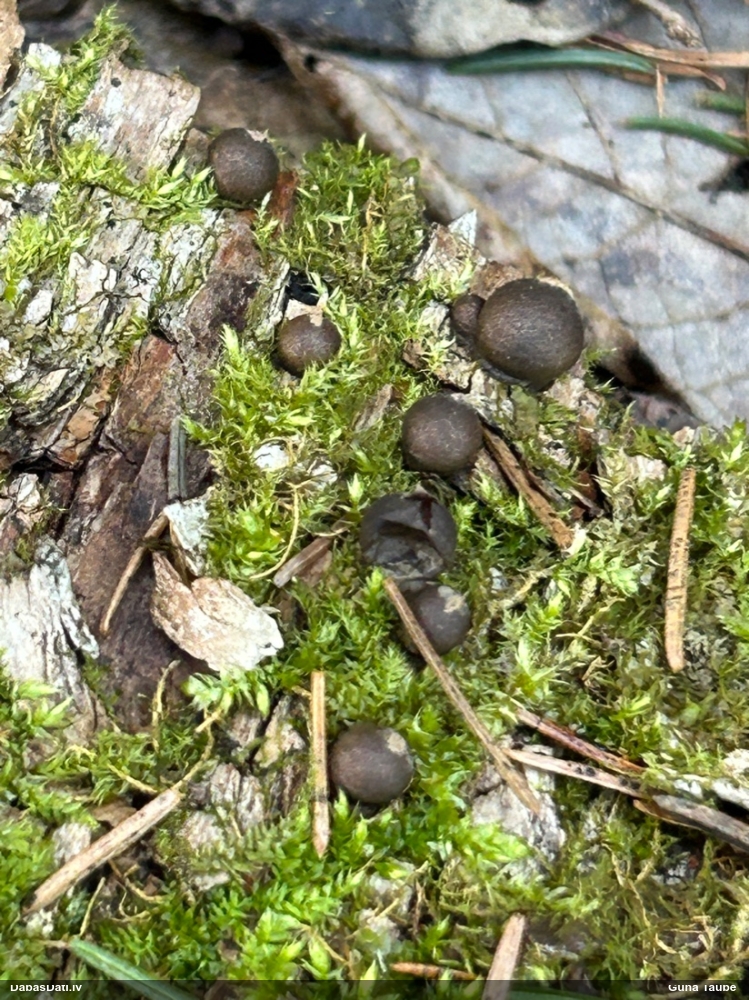 Koksnes vilkpienaine