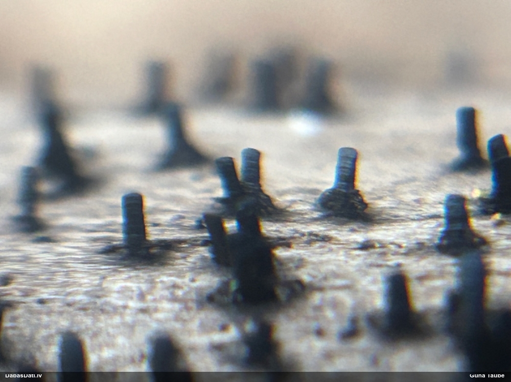 Sēne Glyphium elatum