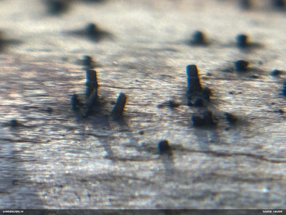 Sēne Glyphium elatum