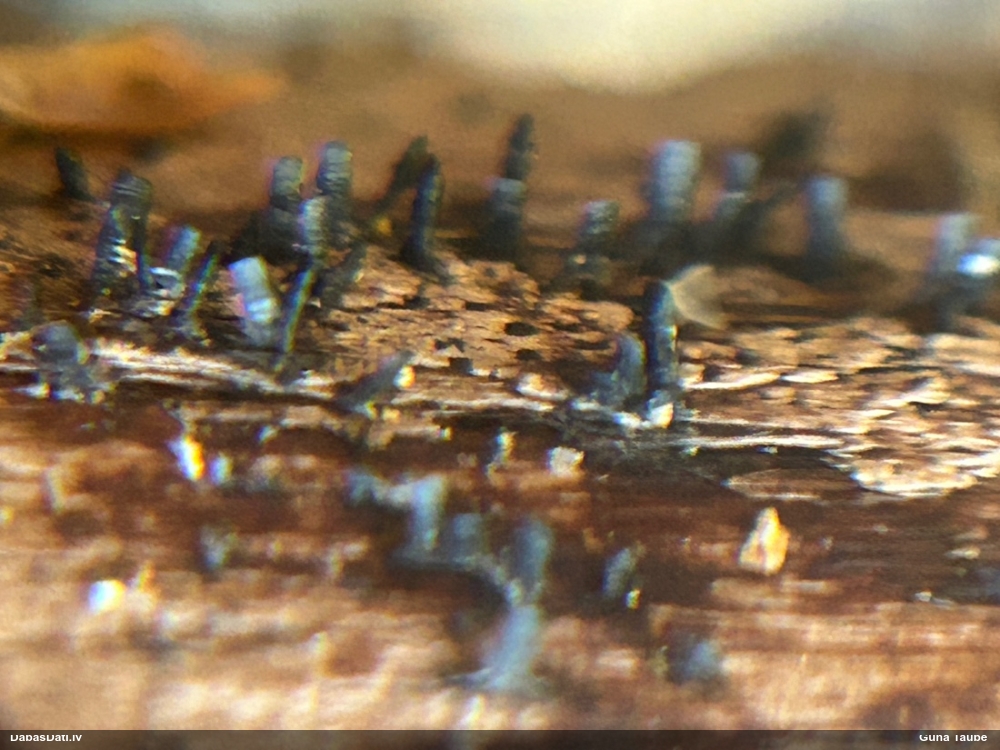 Sēne Glyphium elatum