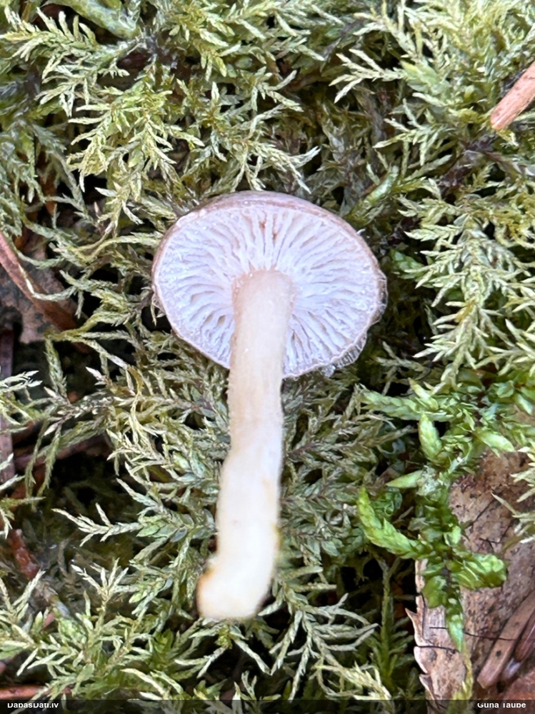 Piltuvene (nenoteikta)