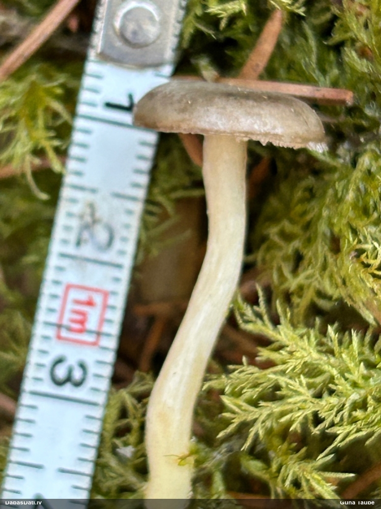 Piltuvene (nenoteikta)