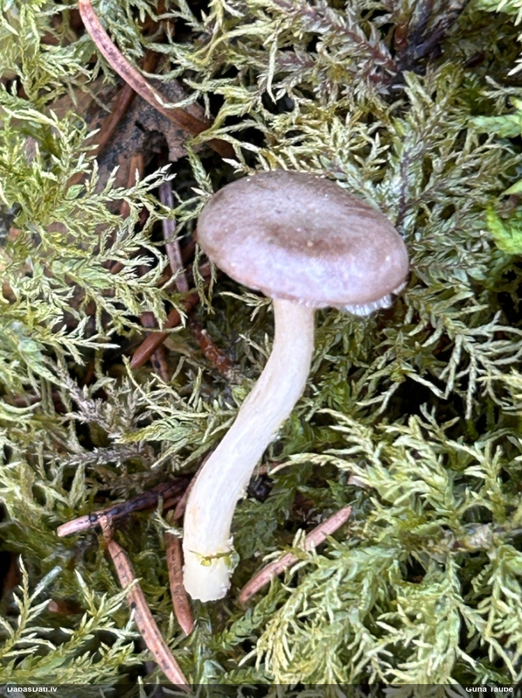 Piltuvene (nenoteikta)