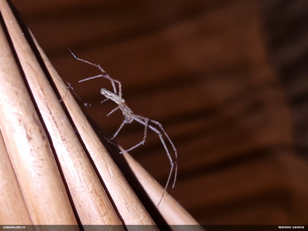 Zirneklis (nenoteikts)