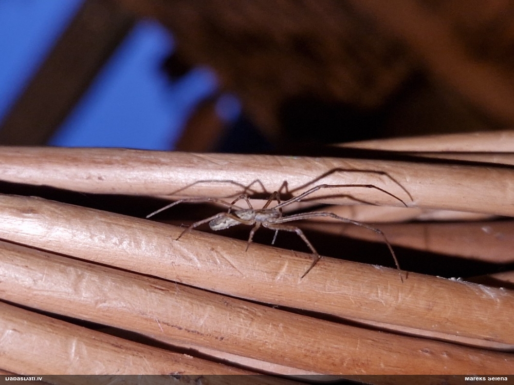 Zirneklis (nenoteikts)