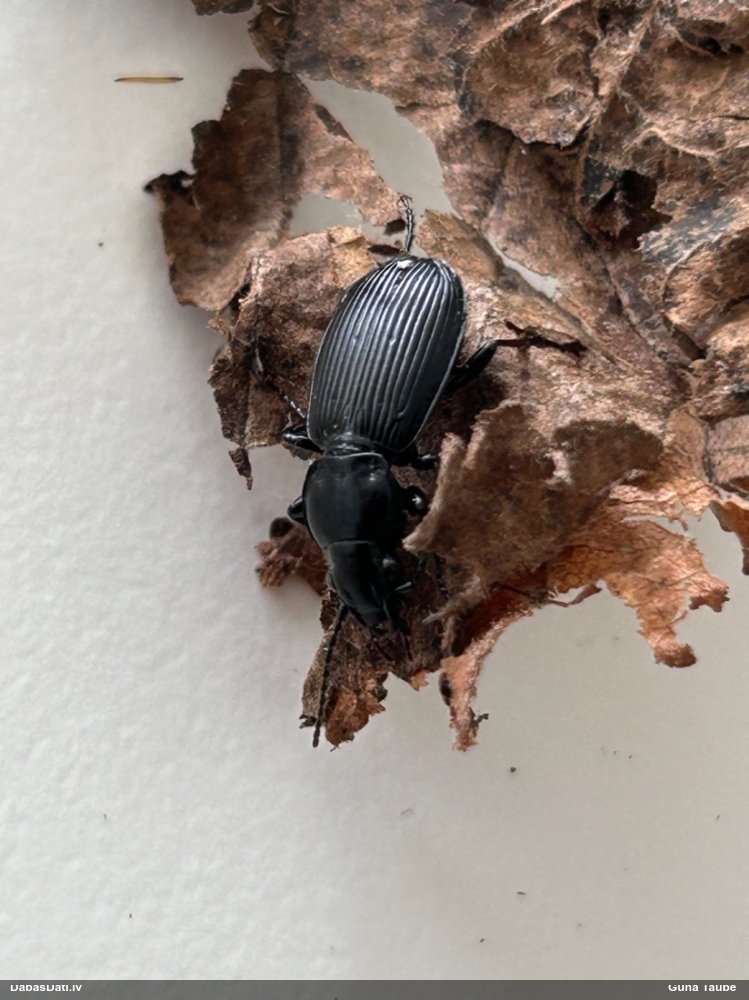 Skrejvabole (nenoteikta)