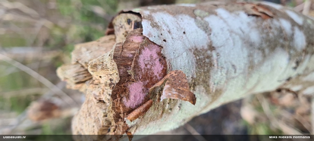 Sēne Tulasnella sp.