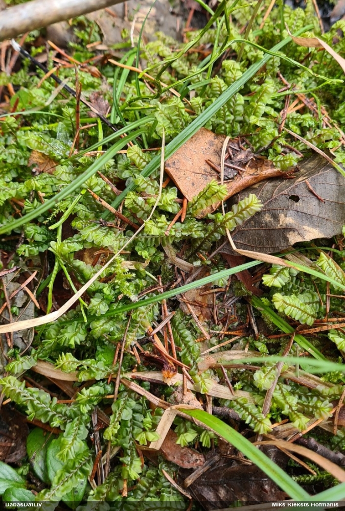 Lielā greizkausīte