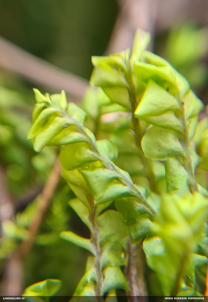 Lielā greizkausīte