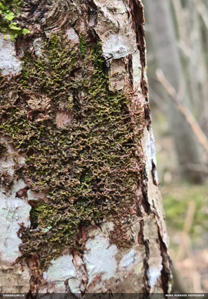 Izplestā frulānija