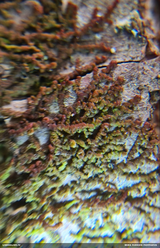 Izplestā frulānija