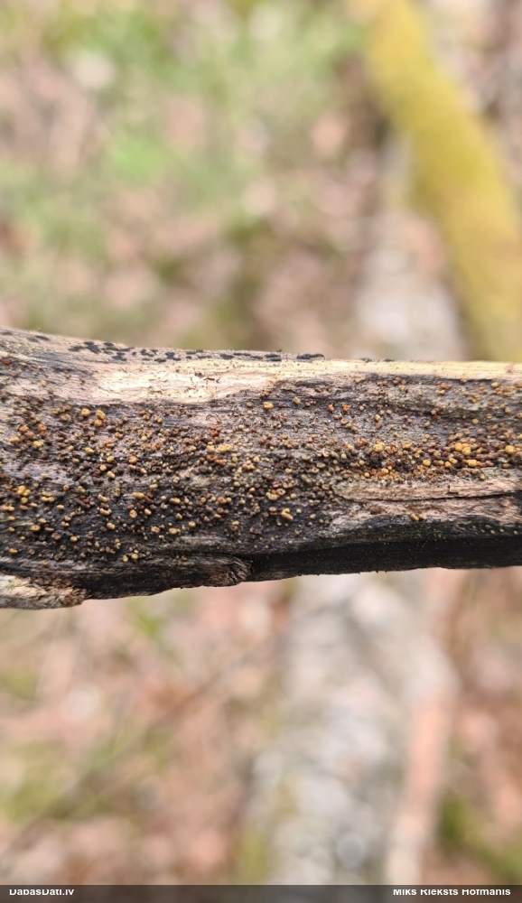 Sēne Neodasyscypha cerina